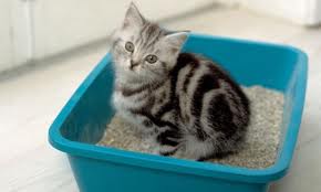 catlitter1
